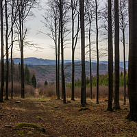 Buy canvas prints of Spring forest in Sumava by Sergey Fedoskin