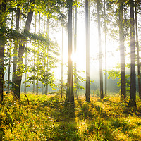 Buy canvas prints of Mystic light in morning in a forest. by Sergey Fedoskin