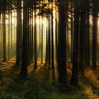 Buy canvas prints of Mystic light in morning forest. by Sergey Fedoskin