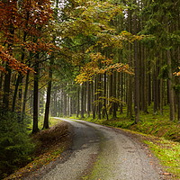 Buy canvas prints of Road in autumn forest. South Bohemian region. Czec by Sergey Fedoskin