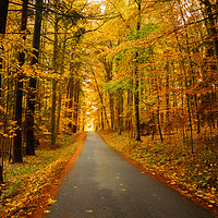 Buy canvas prints of Road in autumn forest. by Sergey Fedoskin