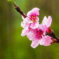 Buy canvas prints of Apricot flowers close-up. by Sergey Fedoskin