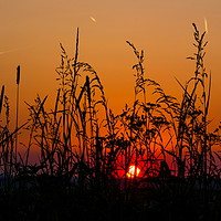 Buy canvas prints of Sunset field. by Sergey Fedoskin