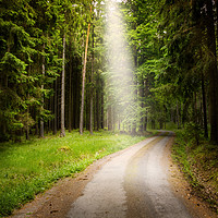 Buy canvas prints of Road in green forest. by Sergey Fedoskin