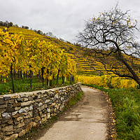 Buy canvas prints of Vineyards in Wachau valley. Austria. by Sergey Fedoskin