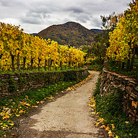 Buy canvas prints of Vineyards in Wachau valley in Lower Austria. by Sergey Fedoskin