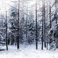 Buy canvas prints of Cold winter day in forest. by Sergey Fedoskin