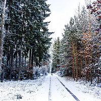 Buy canvas prints of Road in winter forest in national park "Sumava". by Sergey Fedoskin