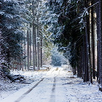 Buy canvas prints of Road in winter forest in national park "Sumava". by Sergey Fedoskin