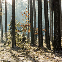 Buy canvas prints of Cold winter day in forest in national park "Sumava by Sergey Fedoskin