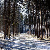 Buy canvas prints of Road in winter forest. by Sergey Fedoskin