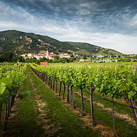Buy canvas prints of Austrian vineyards in summer evening. by Sergey Fedoskin