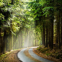 Buy canvas prints of Czech forest in the day sunlight rays. by Sergey Fedoskin