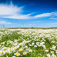 Buy canvas prints of Chamomile field in summer sunny day. by Sergey Fedoskin