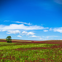 Buy canvas prints of Lonely tree in red clover field. Blue sky. Summer  by Sergey Fedoskin