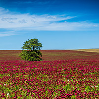 Buy canvas prints of Red clover field and blue sky in summer day. by Sergey Fedoskin