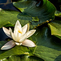Buy canvas prints of White water lily in summer pond by Sergey Fedoskin