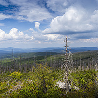 Buy canvas prints of Bavarian forest, Germany by Sergey Fedoskin