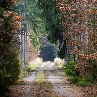 Buy canvas prints of Autumn forest road by Sergey Fedoskin