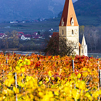 Buy canvas prints of Weissenkirchen. Wachau valley. Autumn colored leav by Sergey Fedoskin
