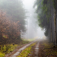 Buy canvas prints of Forest in fog, autumn in a forest of the Czech Rep by Sergey Fedoskin