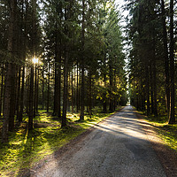 Buy canvas prints of View of forest road at sunset. by Sergey Fedoskin