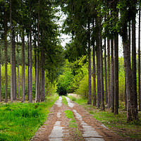 Buy canvas prints of Road in early summer forest. National park Sumava. by Sergey Fedoskin