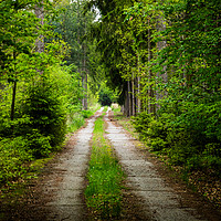 Buy canvas prints of Road in early summer forest. National park Sumava. by Sergey Fedoskin