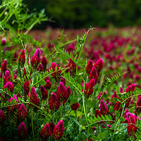 Buy canvas prints of Field of flowering crimson clovers (Trifolium inca by Sergey Fedoskin