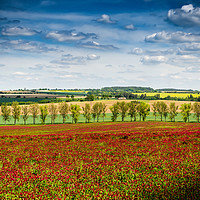 Buy canvas prints of Rural landscape with clover field in Czech Republi by Sergey Fedoskin
