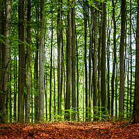 Buy canvas prints of Beech forest in summer day by Sergey Fedoskin