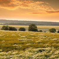 Buy canvas prints of Blooming camomile flowers on a sunset. Medical cha by Sergey Fedoskin