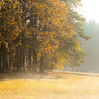 Buy canvas prints of Morning at the edge of the forest. Fog and sunligh by Sergey Fedoskin