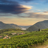 Buy canvas prints of Danube river in Wachau valley with old ruins of Hi by Sergey Fedoskin