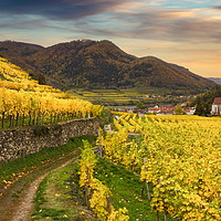 Buy canvas prints of Famous Spitz village with autumn vineyards in Wach by Sergey Fedoskin