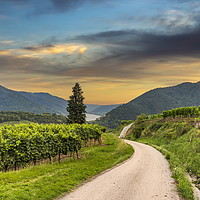 Buy canvas prints of Road between vineyard in Wachau valley near Spitz  by Sergey Fedoskin