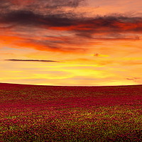 Buy canvas prints of Beautiful sunset over the red clover field. Czech  by Sergey Fedoskin