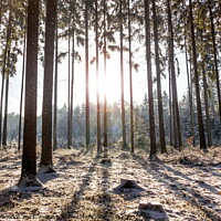 Buy canvas prints of Morning in a winter forest. by Sergey Fedoskin