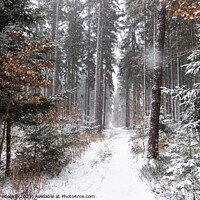 Buy canvas prints of Snowfall in forest. Winter landscape. South Bohemian region. by Sergey Fedoskin
