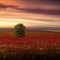 Buy canvas prints of Clover field and sunset sky. by Sergey Fedoskin