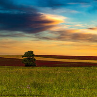 Buy canvas prints of Clover field and sunset sky. by Sergey Fedoskin