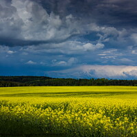 Buy canvas prints of Yellow field. by Sergey Fedoskin