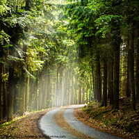 Buy canvas prints of Forest road in a summer day. by Sergey Fedoskin