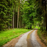 Buy canvas prints of Forest road in a summer day by Sergey Fedoskin