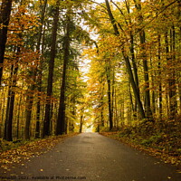 Buy canvas prints of Autumn forest and rural road. by Sergey Fedoskin