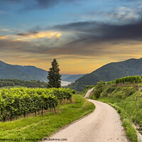 Buy canvas prints of Road between vineyard in Wachau valley. by Sergey Fedoskin