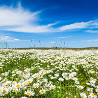 Buy canvas prints of Chamomile field. by Sergey Fedoskin