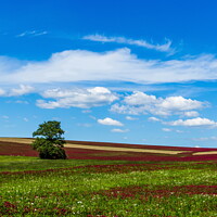 Buy canvas prints of Field, tree and sky. by Sergey Fedoskin