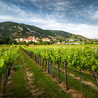 Buy canvas prints of Vineyards in Wachau. by Sergey Fedoskin