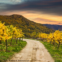 Buy canvas prints of Autumn vineyards. Wachau valley. by Sergey Fedoskin